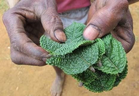 Daun gatal, tanaman obat masyarakat Papua.